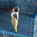 3D Carp Plush Pillow   Cute Catnip Toy Gift 5 | PricZone