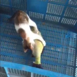 3D Carp Plush Pillow   Cute Catnip Toy Gift 6 | PricZone