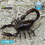 RC Scorpion Robot   Realistic Prank Toy 2 | PricZone