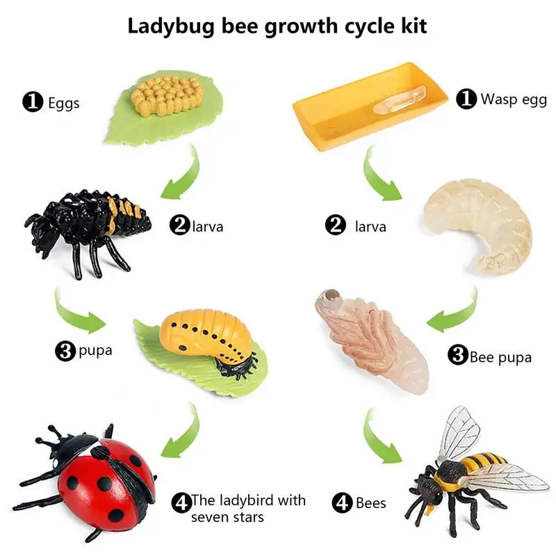 8Piece Ladybug Life Cycle Learning Kit 5 | PricZone 8 Piece Ladybug Life Cycle Learning Kit 5 | PricZone