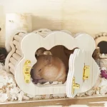 Tiny Hamster Wooden Cloud House for Small Pets 3 | PricZone Tiny Hamster Wooden Cloud House for Small Pets 3 | PricZone