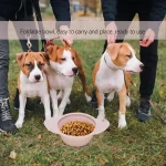 Collapsible Silicone Dog Bowl 600ml Portable Dish 4 | PricZone Collapsible Silicone Dog Bowl 600ml Portable Dish 4 | PricZone