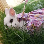 Small Animal Harness Vest with Leash Set 4 | PricZone Small Animal Harness Vest with Leash Set 4 | PricZone