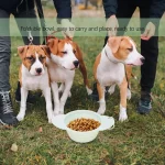 Collapsible Silicone Dog Bowl 600ml Portable Dish 2 | PricZone Collapsible Silicone Dog Bowl 600ml Portable Dish 2 | PricZone