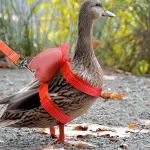 Adjustable Angel Wings Harness and Leash for Cats  Ducks 2 | PricZone