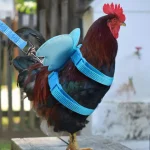 Adjustable Angel Wings Harness and Leash for Cats  Ducks 3 | PricZone