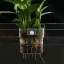 Transparent Aquarium Plant Basket Hanging Planter