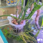 2Pcs Hanging Aquarium Plant Holder Adjustable Fish Tank Planter Cups Planter Cups For Aquascape Decorations 1 | PricZone