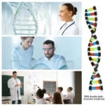 DNA Double Helix Model Kit for Kids 4 | PricZone