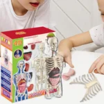 Transparent Kids Human Anatomy Science Kit 3 | PricZone