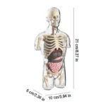 Transparent Kids Human Anatomy Science Kit 6 | PricZone