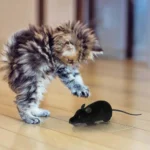 Remote Control Robotic Mouse Cat Toy 6 | PricZone Remote Control Robotic Mouse Cat Toy 6 | PricZone