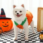 Halloween Dog Costumes Comical Outfits 5 | PricZone
