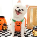 Halloween Dog Costumes Comical Outfits 4 | PricZone
