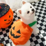 Halloween Dog Costumes Comical Outfits 2 | PricZone