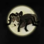 Spider Pet Costume for Dogs and Cats 5 | PricZone