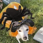 Spider Pet Costume for Dogs and Cats 3 | PricZone