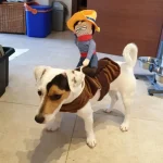 Funny Cowboy Dog Costume for Halloween 3 | PricZone