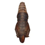 Adult T Rex Inflatable Dinosaur Costume 4 | PricZone